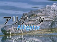 allligator